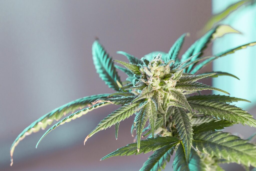 Cannabis